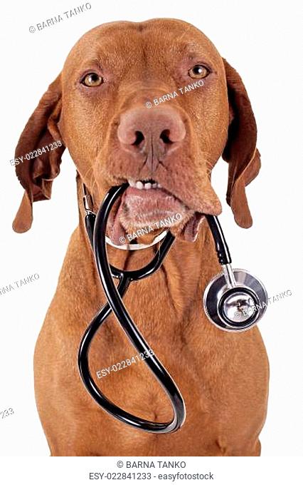 dog as a nurse