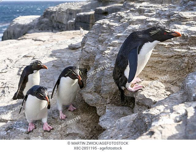 Rockhopper Penguin (Eudyptes chrysocome), subspecies western rockhopper penguin (Eudyptes chrysocome chrysocome). Hopping up and down the cliffs