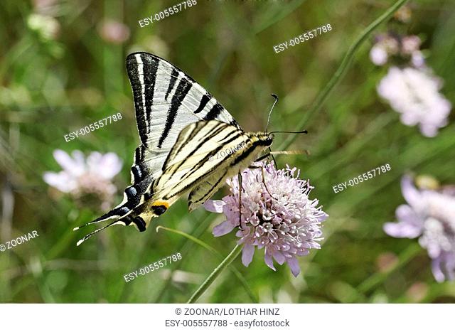 Iphiclides podalirius, Scarce swallowtail