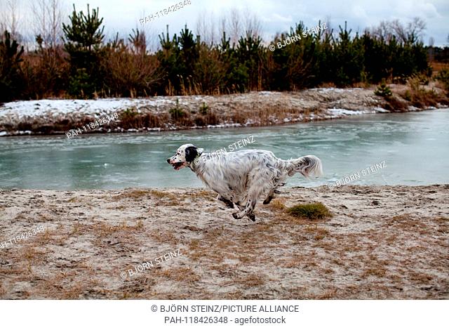 English setter ""Rudy"" runs on 29.01. 2019 close to his frozen pond in Stara Lysa, (Czech Republic). Rudy was born in early January 2017
