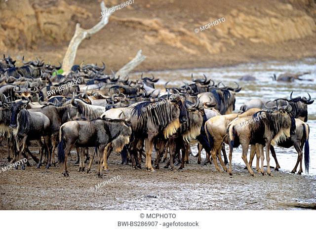 blue wildebeest, brindled gnu, white-bearded wildebeest (Connochaetes taurinus), herd scrambling on the river shore, Kenya, Masai Mara National Park