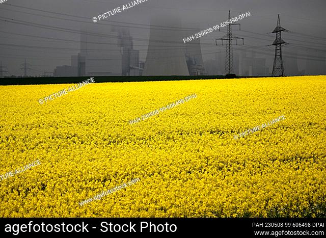 dpatop - 08 May 2023, North Rhine-Westphalia, Rommerskirchen: Rape is blooming yellow in a field in Rommerskirchen. The Neurath lignite-fired power plant can be...