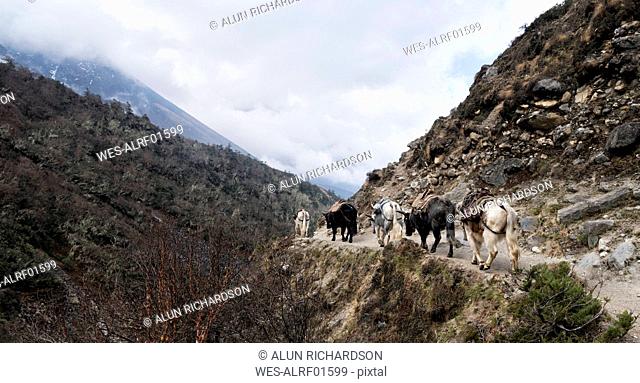 Cattle carrying provÇðsions near Pangboche, Himalayas, Solo Khumbu, Nepal