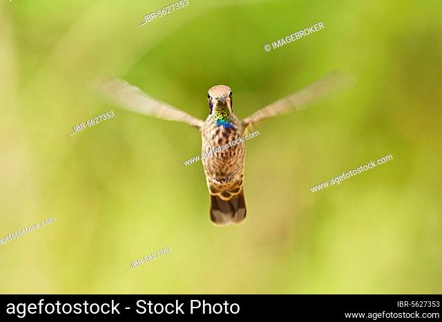 Brown violetear (Colibri delphinae), Brown Violet-ear Hummingbird, Hummingbird, Animals, Birds, Brown Violet-ear adult, in flight