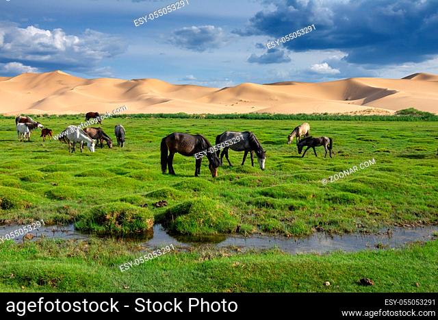 Horses eating grass in front of sand dunes nature landscape, Gobi Desert, Mongolia