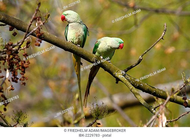 Alexandrine Parakeet or Alexandrian Parrot (Psittacula eupatria), couple perched on a branch in the palace park, Schlosspark Biebrich, Wiesbaden, Hesse, Germany