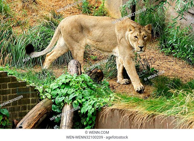 Benmo (male lion), Heidi, Indi and Rubi, the Asiatic lions at London Zoo celebrates World Lion Day (Thursday 10 August) by playing with a giant Earth boomer...