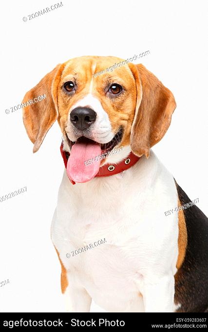 beautiful beagle girl dog with red collar isolated on white background. copy space