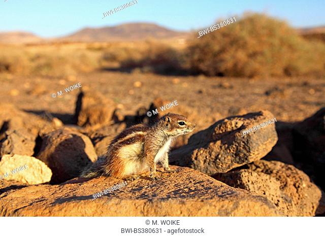 barbary ground squirrel, North African ground squirrel (Atlantoxerus getulus), sits on a stonewall in semi-desert, Canary Islands, Fuerteventura