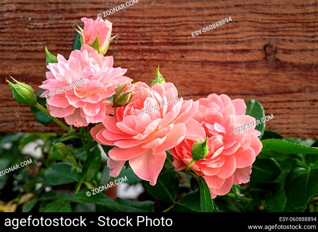 Group of Pink Rose with wooden plank at background. Copy space