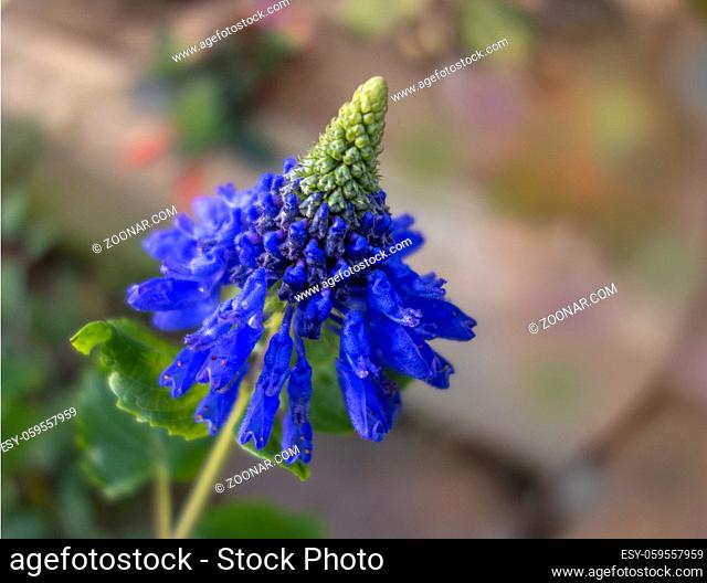 exotic blue flowerhead in natural ambiance