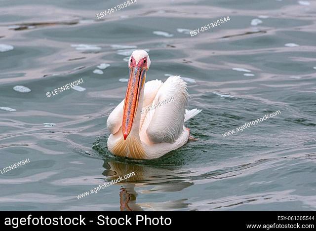 Great White Pelican in Walvis Bay, Namibia