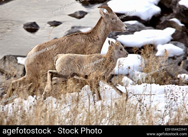 Rocky Mountain Ram Big Horn Sheep Kananaskis Alberta Winter