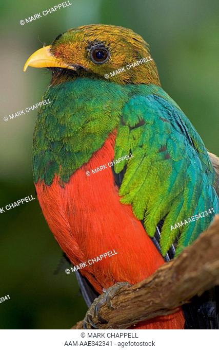 Golden-headed Quetzal   (Pharomachrus auriceps), male, CAPTIVE, native to northern South America