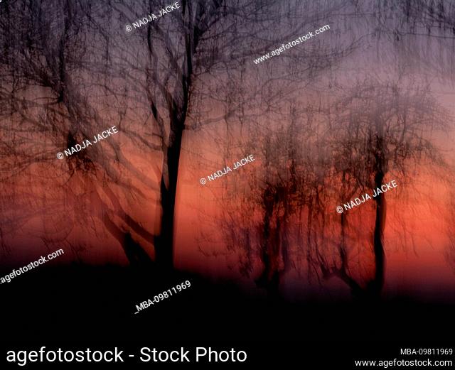 Forest at sunset, alienated, nature art
