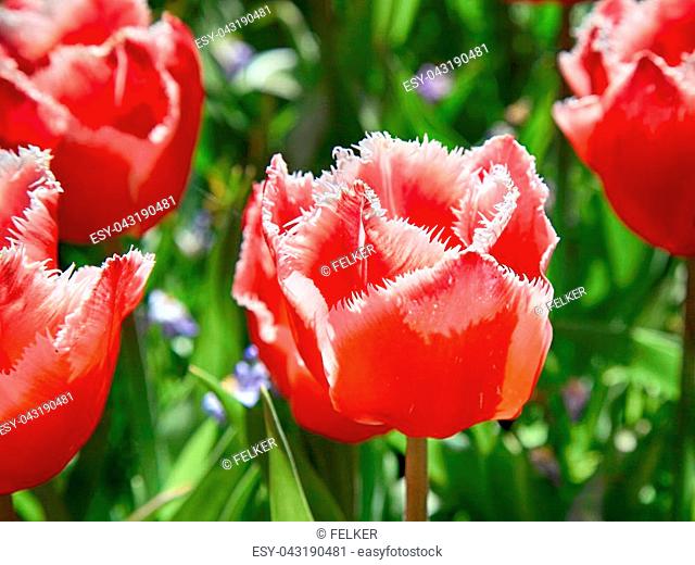 Terry fringed red tulip. Pink tulip fringed with white ragged edges, Terry pink colored tulip, close up image