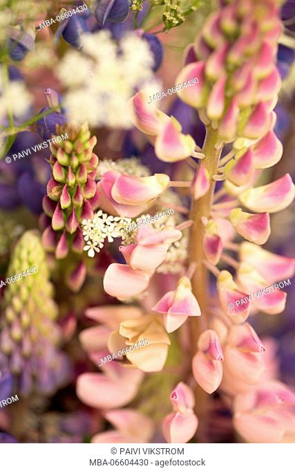 Close-up of pink lupine, wildflower bouquet