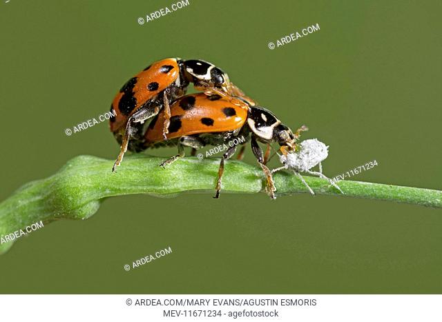 Convergent Lady Beetle (Hippodamia convergens) pair copulating, feeding on aphid