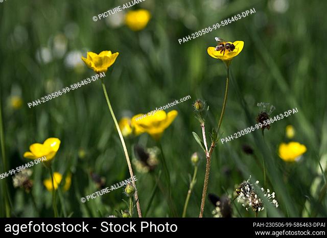 06 May 2023, Bavaria, Coburg: A bee sits on a buttercup. Photo: Daniel Vogl/dpa. - Coburg/Bavaria/Germany