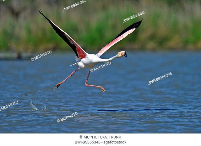 Greater flamingo, American flamingo, Caribbean Flamingo (Phoenicopterus ruber ruber), flying off, USA, Florida, Everglades National Park