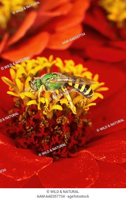 Virescent Green Metallic Bee (Agapostemon virescens) on Zinnia Flower