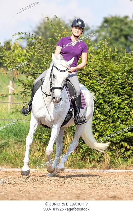 Anglo-Arabian, Anglo-Arab. Gray mare with rider galloping in a riding arena