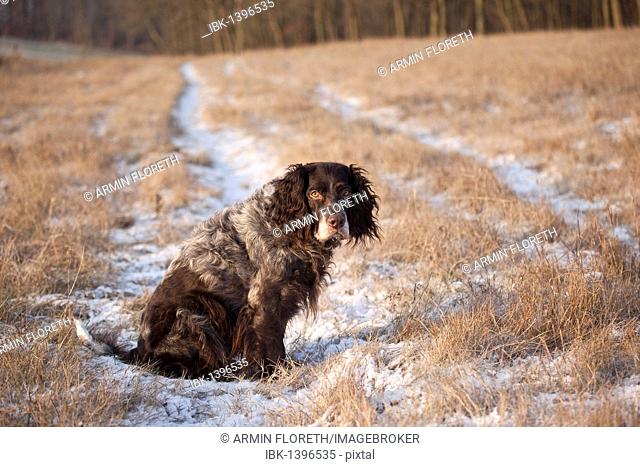 German Spaniel or Deutscher Wachtelhund, hunting dog