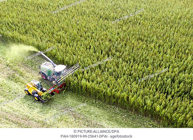 19 September 2018, Saxony, Naundorf: Using a specially developed harvesting machine, a farmer harvests cannabis, recorded with a drone