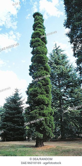California incense-cedar (Calocedrus decurrens), Cupressaceae