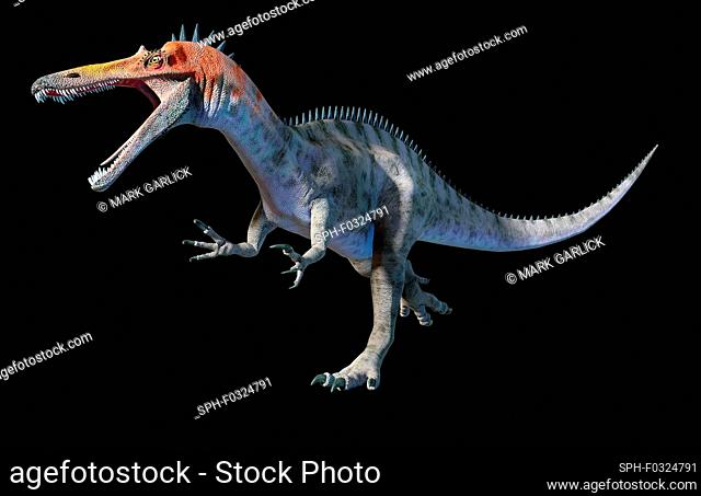Illustration of a suchomimus dinosaur. This bipedal spinosaurid dinosaur is known from fossils discovered in the Sahara in 1998