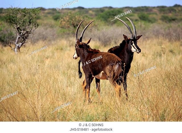 Sable Antelope, (Hippotragus niger), two adult male, Tswalu Game Reserve, Kalahari, Northern Cape, South Africa, Africa