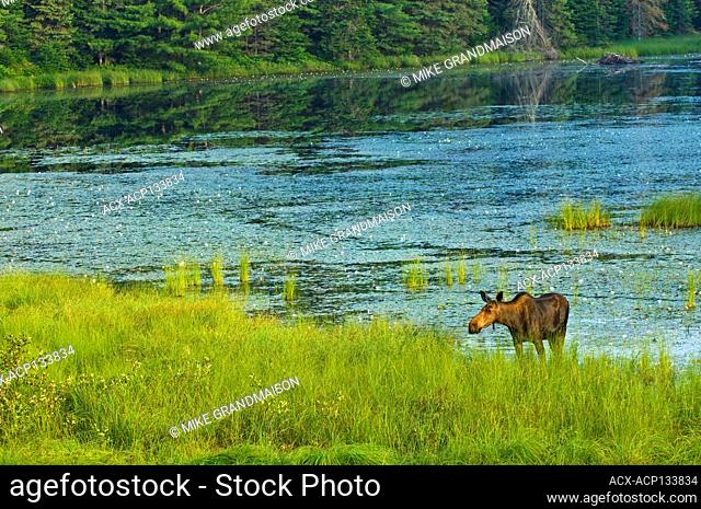 Moose (Alces alces) Algonquin Provincial Park Ontario Canada