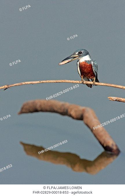 Ringed Kingfisher Megaceryle torquata torquata adult female, with fish in beak, perched on twig over water, Pantanal Wildlife Centre, Mato Grosso, Brazil