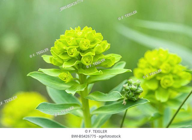 Pannonian Spurge (Euphorbia glareosa), blooming, Austria