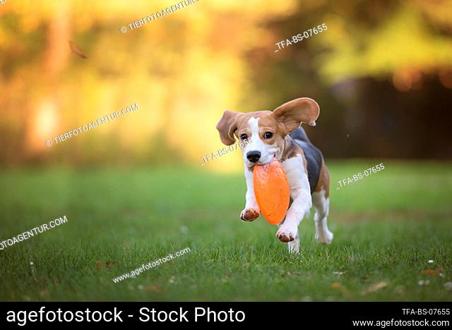 playing young Beagle
