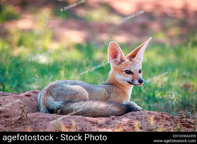 Cape fox laying down in the sand in the Kgalagadi Transfrontier Park, South Africa