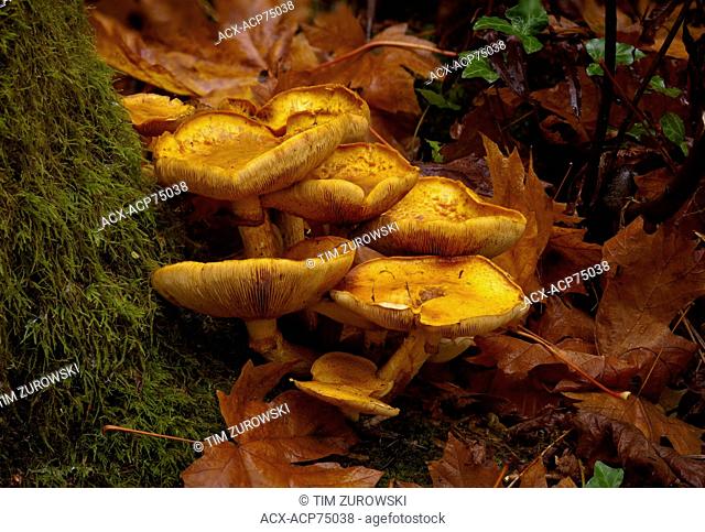 Gymnopilus spectabilis mushroom group - Beaver Lake, Victoria BC