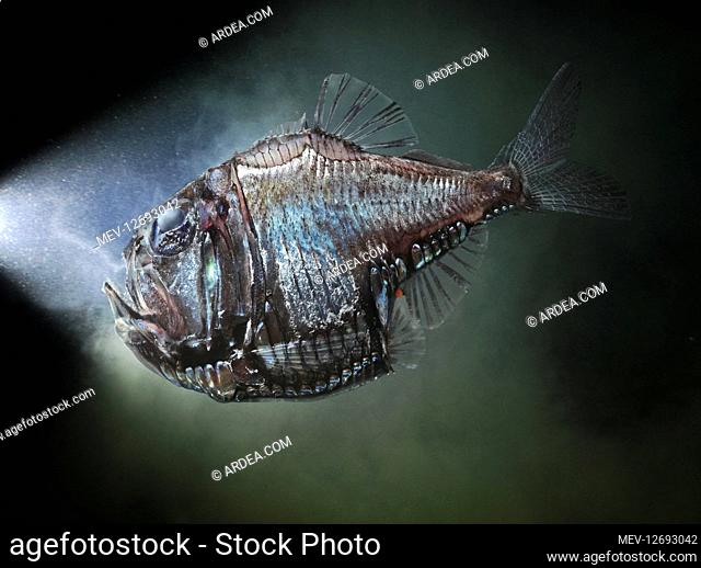 Silver Hatchetfish, Argyropelecus olfersii. Composite image. Portugal