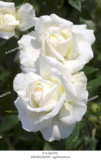 ornamental rose Rosa 'Roy Black', Rosa Roy Black, cultivar Roy Black