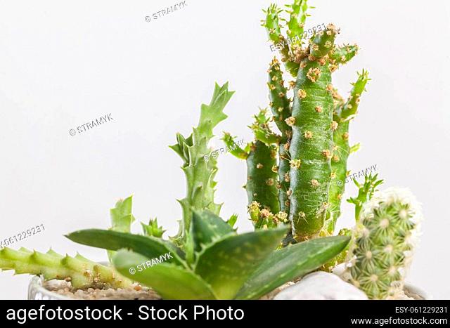 Close-up of a succulent plants arrangement in a glass pot
