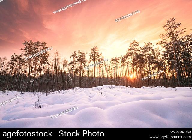 Natural Sunset Sunrise Over Forest. Pink Color Sky Over Winter Snowy Wood. Landscape Under Sky At Sunset Dawn Sunrise