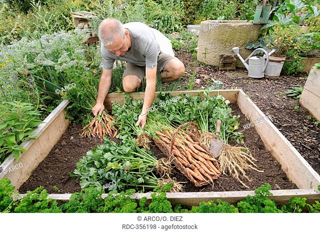 Organic garden, different herbs and vegetables, celery root, carrots / (Apium graveolens rapaceum)