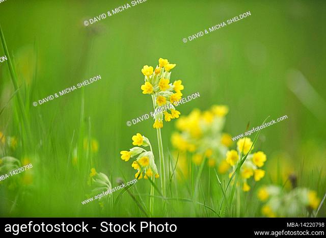 Real cowslip (Primula veris) or cowslip in bloom, Bavaria, Germany