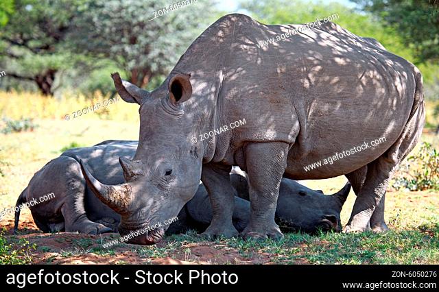 Breitmaulnashörner im Marakele-Nationalpark, Südafrika, white rhinoceroses, Marakele NP, South Africa, Ceratotherium simum