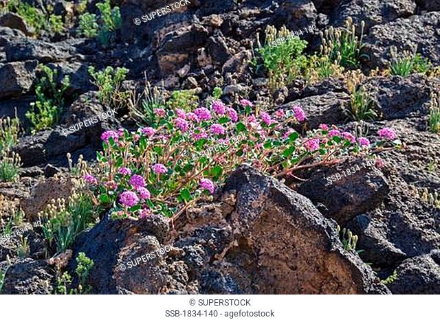 Mojave Sand Verbena Abronia pogonantha flowers on volcanic rocks, Amboy Crater National Natural Landmark, California, USA