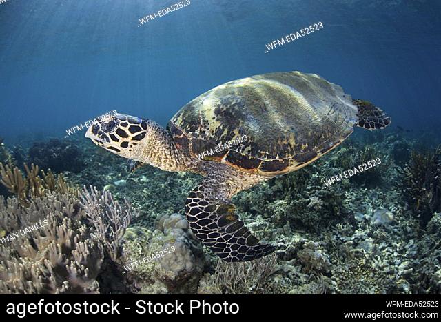 Hawksbill Sea Turtle, Eretmochelys imbricata, Komodo National Park, Indonesia