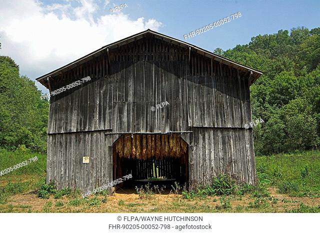 Tobacco Nicotiana sp harvested crop, drying in old wooden barn, Tennessee, U S A