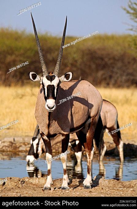 Oryxantilopen, Central Kalahari Game Reserve, Botswana, Botsuana, Oryx gazella, Gemsboks