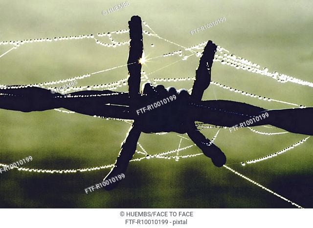 Damp spider webs on barbwire