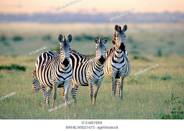 Boehm's zebra, Grant's zebra, common zebra Equus quagga boehmi, herd of zebras, Kenya, Masai Mara National Reserve, Nov.01
